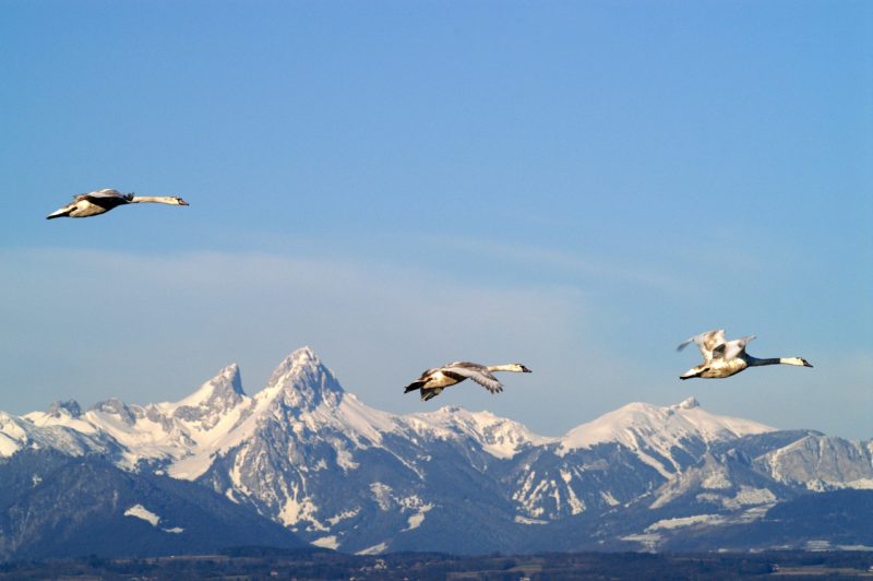 Vol d'oie - @Sebastanutti